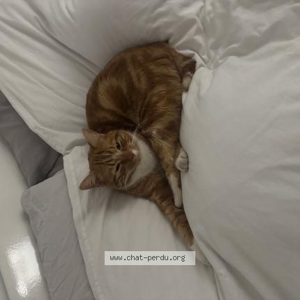 Photo 1/1 Zizou Chat lost in Brue auriac