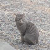 Picture of cat found at Linselles