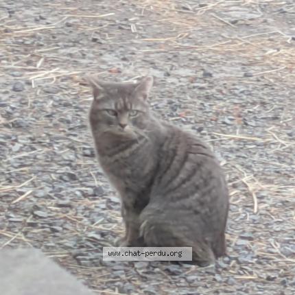 Photo 1/1 Found cat Found in Linselles