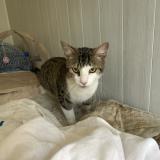 Picture of cat found at Ruelle Sur Touvre