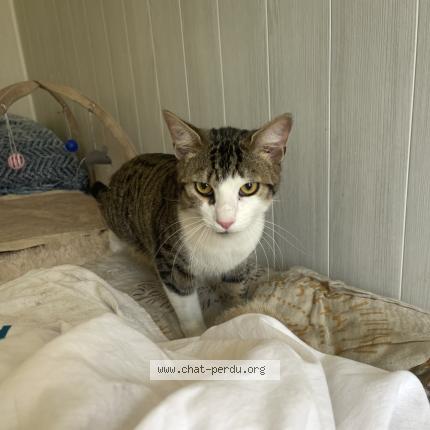 Photo 2/4 Found cat Found in Ruelle sur touvre