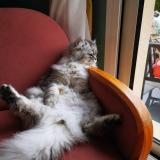 Picture of cat lost at Hubert Folie