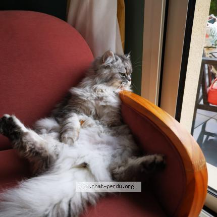 Photo 1/1 Kira Chat lost in Hubert folie