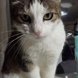 Picture of cat lost at Buxerolles