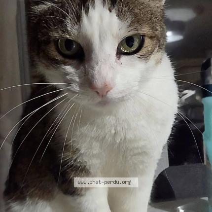 Photo 1/1 Lithium Chat lost in Buxerolles