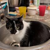 Picture of cat lost at Arsimont