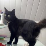 Picture of cat lost at Yerres