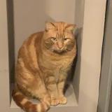 Picture of cat lost at Mellier