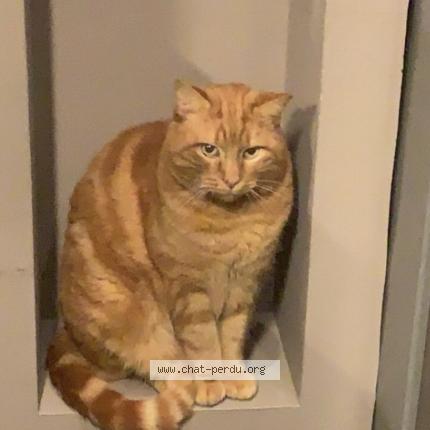 Photo 1/1 Chester Chat lost in Mellier