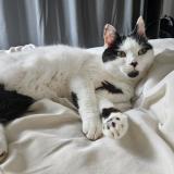 Picture of cat lost at Corbehem