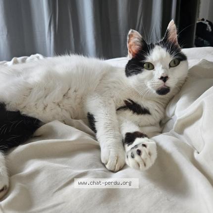 Photo 1/1 MIA Chat lost in Corbehem