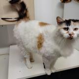 Picture of cat found at Montbizot