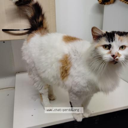 Photo 1/1 Found cat Found in Montbizot