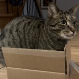 Picture of cat lost at Laval