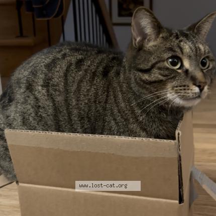 Photo 1/1 Loulou Chat lost in Laval