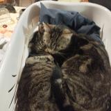 Picture of cat lost at Estree St Denis