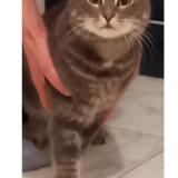 Picture of cat lost at Le Lavandou