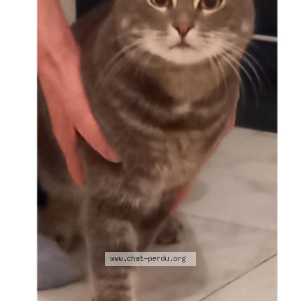 Photo 1/1 Simba Chat lost in Le lavandou