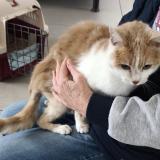 Picture of cat found at Ennevelin