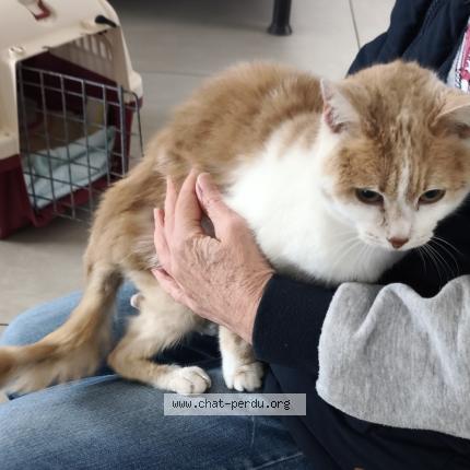 Photo 1/1 Found cat Found in Ennevelin