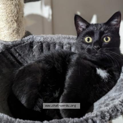 Photo 1/1 Sassou Chat lost in La chavanna