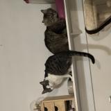 Picture of cat lost at Vaivre Et Montoille