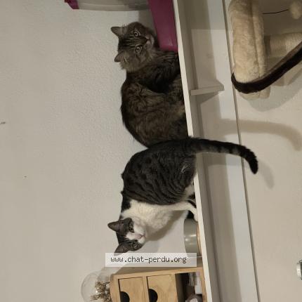 Photo 1/1 Isis Chat lost in Vaivre et montoille