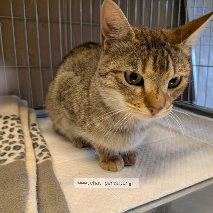 Photo 1/1 Found cat Found in Houilles