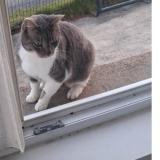 Picture of cat lost at Rocheserviere