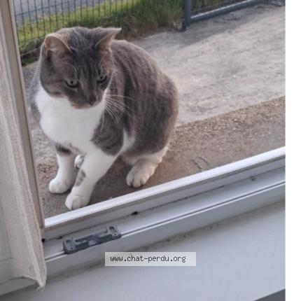 Photo 1/1 Naig Chat lost in Rocheserviere