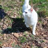 Picture of cat lost at Pezenas