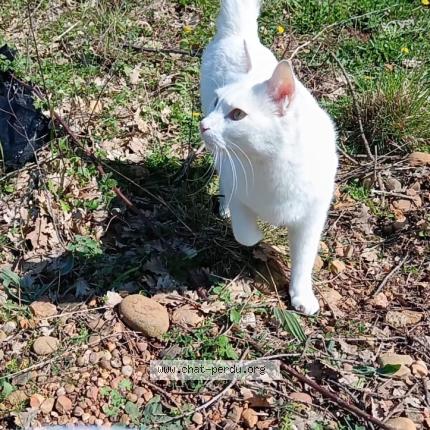 Photo 1/1 Jwani Chat lost in Pezenas