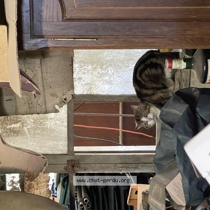 Photo 1/1 Found cat Found in Saubrigues