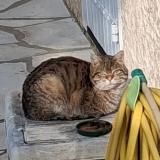 Picture of cat found at Bourgoin Jallieu