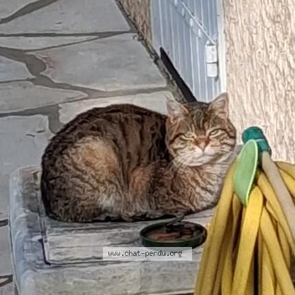 Photo 1/1 Found cat Found in Bourgoin jallieu