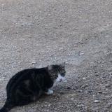 Picture of cat lost at Trept