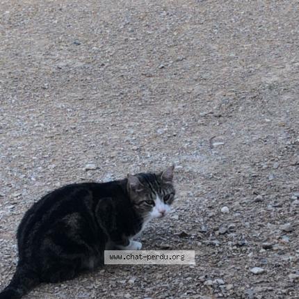 Photo 1/1 pilou Chat lost in Trept