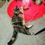 Picture of cat lost at Soucelles