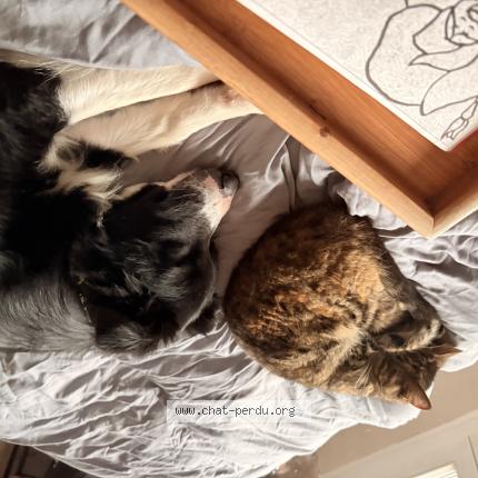 Photo 1/1 Saphir Chat lost in Aubigny sur nere