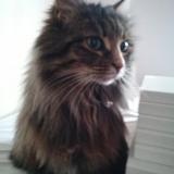 Picture of cat lost at Aytre