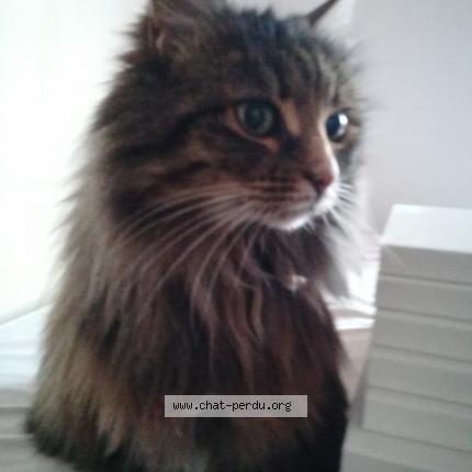 Photo 1/1 Panthère Chat lost in Aytre