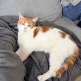 Picture of cat found at Anderlecht