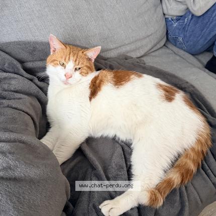 Photo 1/4 Found cat Found in Anderlecht