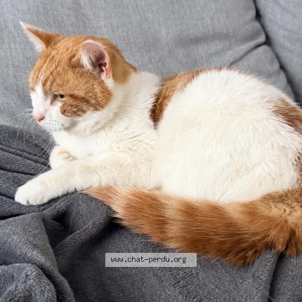 Photo 2/4 Found cat Found in Anderlecht