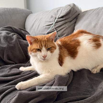 Photo 3/4 Found cat Found in Anderlecht