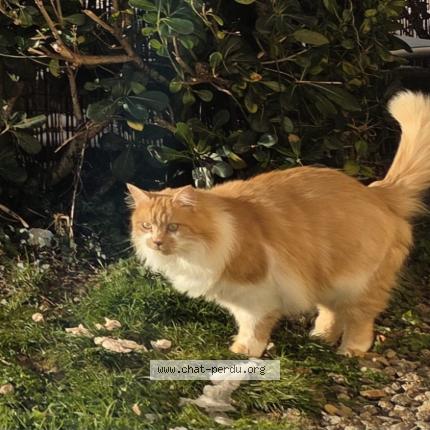 Photo 1/1 Pépite Chat lost in Les sables d olonne