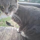 Picture of cat lost at Colombes