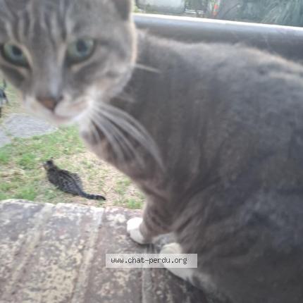 Photo 1/1 Princesse Chat lost in Colombes