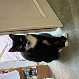 Picture of cat lost at Royan