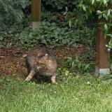 Picture of cat found at Le Mans